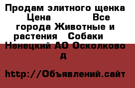 Продам элитного щенка › Цена ­ 30 000 - Все города Животные и растения » Собаки   . Ненецкий АО,Осколково д.